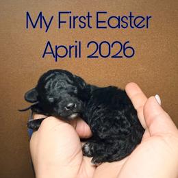 Mario - Blue Band - Black male Poodle puppy in Plainfield, New Jersey from Caris Paws Poodles and Labradoodles