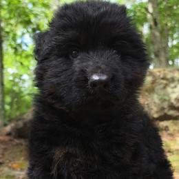 Green Collar - Male - Black and red male German Shepherd puppy in Charlotte, North Carolina from Zuflucht K9s