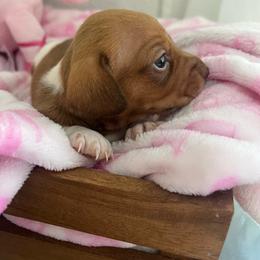 ShyShy - Piebald female Dachshund puppy in Brooksville, Florida from Ween Acres