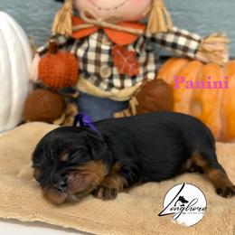 Panini - Black and tan female Cavalier King Charles Spaniel puppy in El Campo, Texas from Longhorn Cavaliers