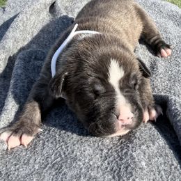 Monterey - Red brindle male American Staffordshire Terrier puppy in Franklin County, Vermont from Explicit Amstaffs Of New England