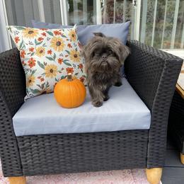 Shih Tzu Puppies from Margaret Szegda