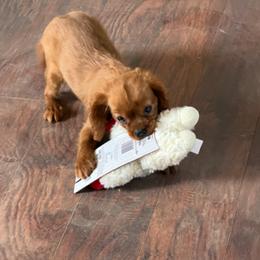 Bella - Ruby female Cavalier King Charles Spaniel puppy in Encinitas, California from Seaside Cavaliers