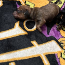 Dobby - Red male Dachshund puppy in Converse, Texas from JP's South Texas Dachshunds