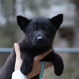 Onyx - Black female German Shepherd puppy in Augusta, West Virginia from Vom Haus Highlands