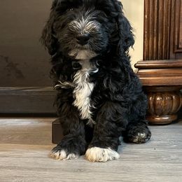 Bernedoodle Puppies from Mountain Springs Farm