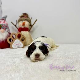 Berry Pie - Brown white and tan female Cockapoo puppy in Oologah, Oklahoma from Timber Hills Poodles and Doodles
