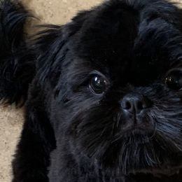 Shih Tzus from 🌗 New Moon Shih Tzu 🌗
