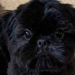 Shih Tzus from 🌗 New Moon Shih Tzu 🌗