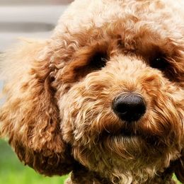 Goldendoodles from Golden Peak Doodles