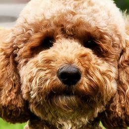 Goldendoodles from Golden Peak Doodles