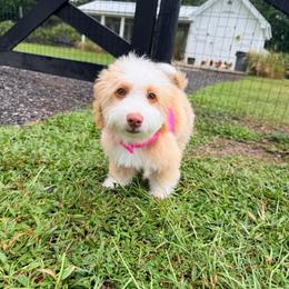 Sienna - Yellow and white female Bernedoodle puppy in Port Saint Lucie, Florida from Eastside Paws LLC