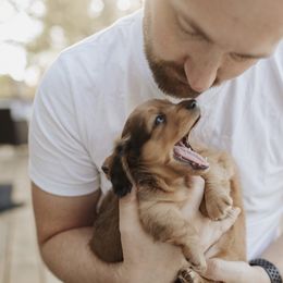 Dachshund Puppies from Little Loves