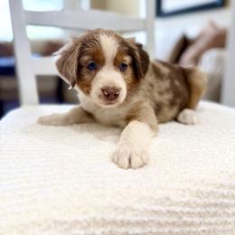 Dunn - Red merle male Miniature Australian Shepherd puppy in Payson, Utah from Spring Creek Aussies + Corgis