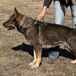 German Shepherd puppies from Zwinger vom Donau-Ries