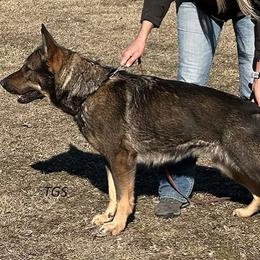 German Shepherd puppies from Zwinger vom Donau-Ries