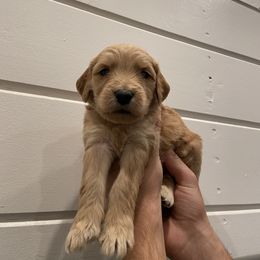 Goldendoodle Puppies from Our Golden Willow