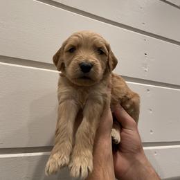 Goldendoodle Puppies from Our Golden Willow