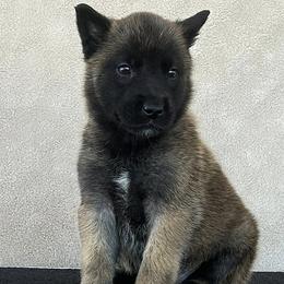 Orange-Shown at 5.5 weeks old - Fawn male Belgian Malinois puppy in Golden Valley, Arizona from Desert Wind Kennels
