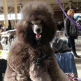 Poodles from Horizon Poodles