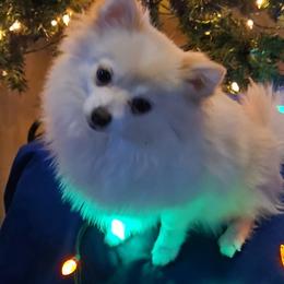 Phoebe - Pomeranian
