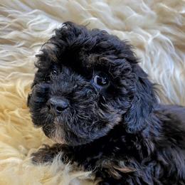 Phantom black and red male toy poodle - Phantom male Poodle puppy in Niota, Tennessee from Furbaby Blessing AKC Toy Poodles