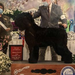 Nicky - Black Russian Terrier