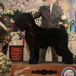 Nicky - Black Russian Terrier