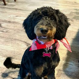 Wren - Bernedoodle