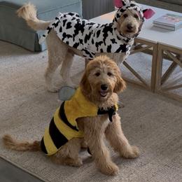 Goldendoodle Puppies from Good As Gold Doodles