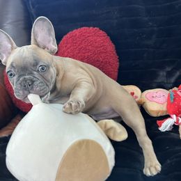 French Bulldog Puppies from Olivia’s Frenchies
