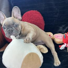 French Bulldog Puppies from Olivia’s Frenchies
