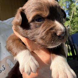 Copper - Red & white male Australian Shepherd puppy in Yelm, Washington from Country Rose Australian Shepherds