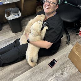 Golden Retriever Puppies from Ruff Life Goldens