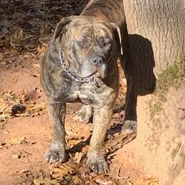 JJ - Boerboel
