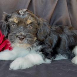 AUSTIN - AKC - Black and white male Havanese puppy in Verden, Oklahoma from Holcombs Puppy Ranch