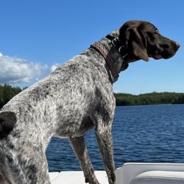 German Shorthaired Pointers from Willow Creek GSPs