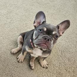 Gigi - French Bulldog