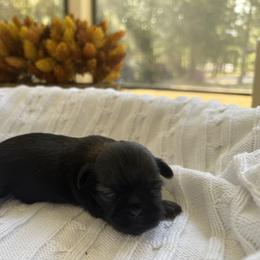 Birdie - Black female Shih Tzu puppy in Montgomery, Texas from Furbourne Farm