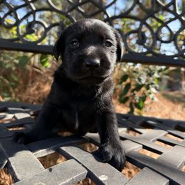 Yellow Collar - Black male Labrador Retriever puppy in South Carolina from Southern Pine Labradors