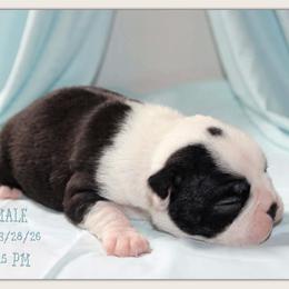 Boy 1 - Black and white male Boston Terrier puppy in North Central, Vermont from Windy Valley’s Bostons