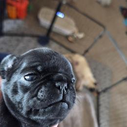 Trevor - Black male Pug puppy in Madera, California from Hills Pugs