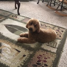 Ging - Goldendoodle