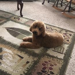 Ging - Goldendoodle