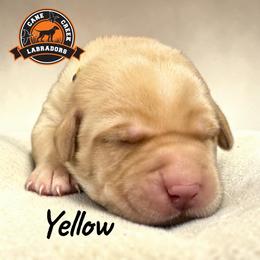 Yellow - Yellow female Labrador Retriever puppy in Dickson, Tennessee from Cane Creek Labradors