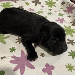 Girl 2 - Black female Labrador Retriever puppy in Conroe, Texas from XOM Retrievers