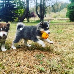 Pomsky Puppies from Periwinkle Pomskies