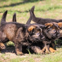 German Shepherds from Von Goedehaus German Shepherds
