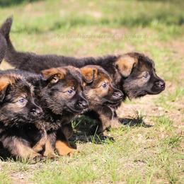 German Shepherds from Von Goedehaus German Shepherds