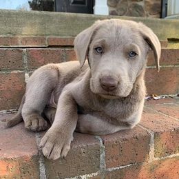 Dilute Retrievers and Labrador Retrievers from Southernend Silvers
